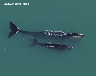 Two whales swimming lsgp_60.jpg